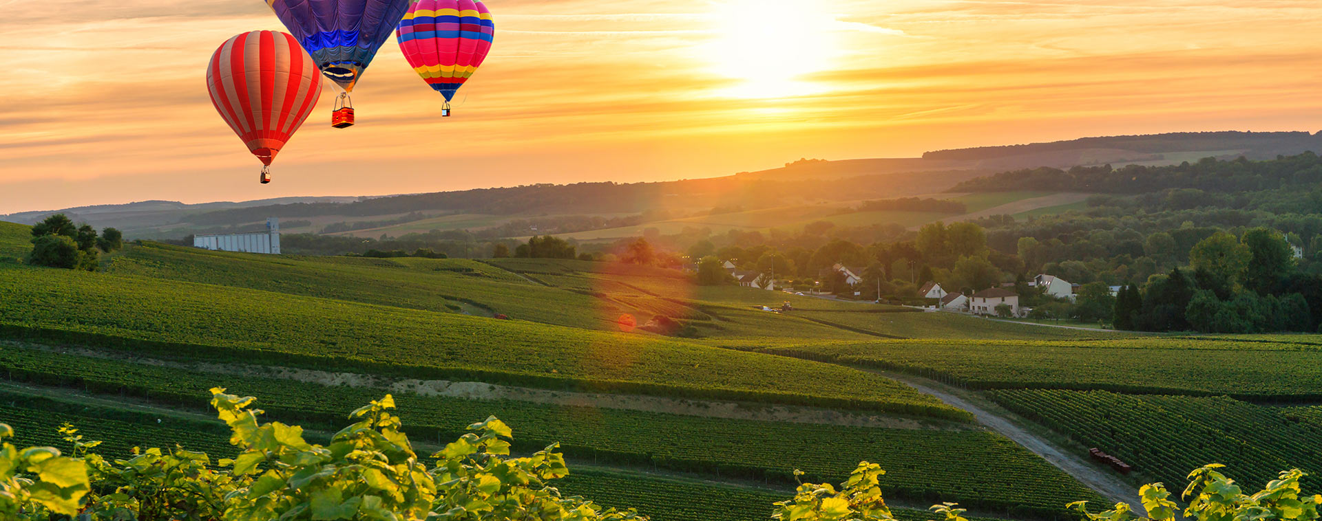 Home Wine Tasting Ireland